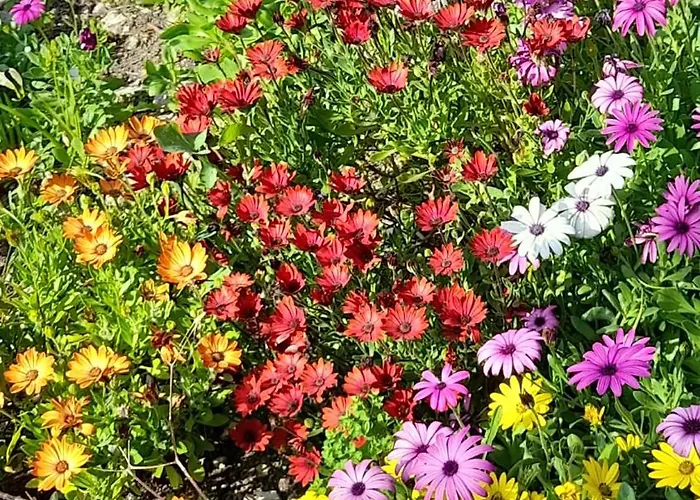 Oleander Stone House בית נופש Lemona